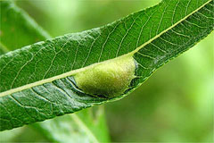 �摜���N���b�N���Ă����肭������