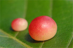 �摜���N���b�N���Ă����肭������