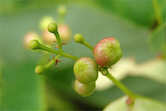 �摜���N���b�N���Ă����肭������